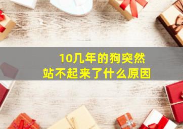 10几年的狗突然站不起来了什么原因