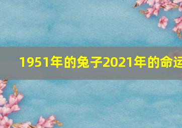 1951年的兔子2021年的命运