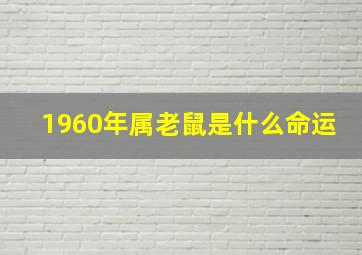 1960年属老鼠是什么命运