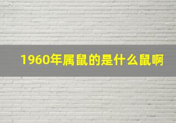 1960年属鼠的是什么鼠啊