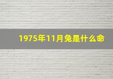 1975年11月兔是什么命