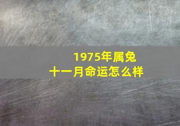 1975年属兔十一月命运怎么样