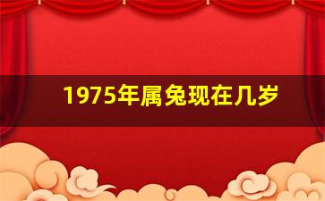 1975年属兔现在几岁