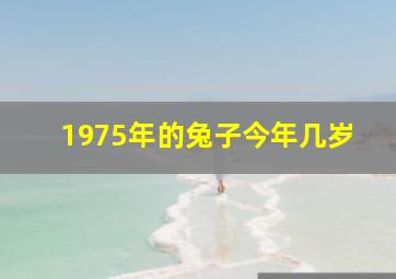 1975年的兔子今年几岁