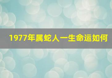 1977年属蛇人一生命运如何