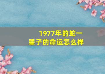 1977年的蛇一辈子的命运怎么样