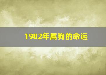 1982年属狗的命运