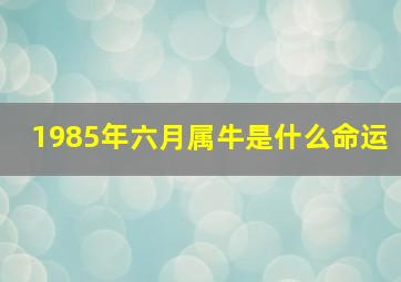 1985年六月属牛是什么命运