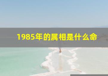 1985年的属相是什么命