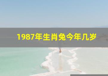 1987年生肖兔今年几岁