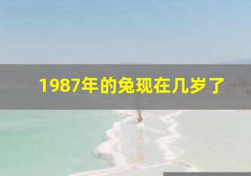 1987年的兔现在几岁了