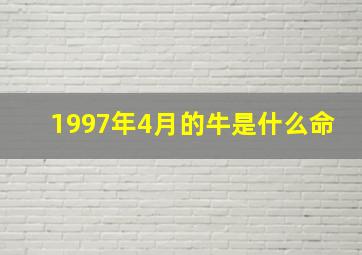 1997年4月的牛是什么命