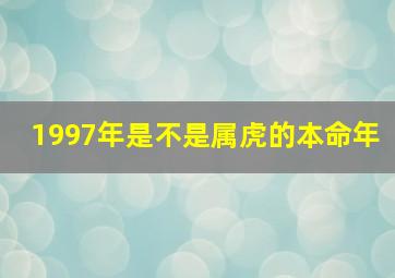 1997年是不是属虎的本命年