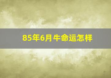 85年6月牛命运怎样