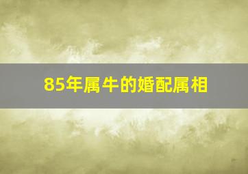 85年属牛的婚配属相