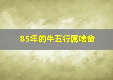 85年的牛五行属啥命