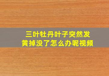 三叶牡丹叶子突然发黄掉没了怎么办呢视频