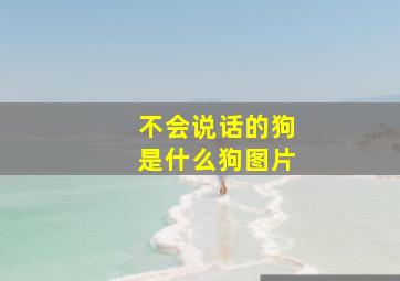 不会说话的狗是什么狗图片