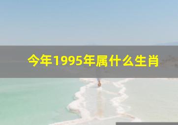 今年1995年属什么生肖