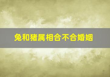 兔和猪属相合不合婚姻