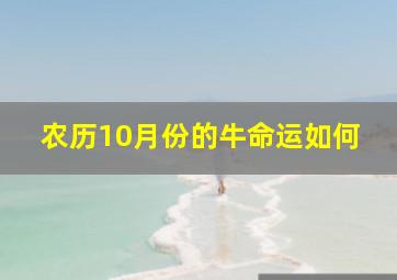 农历10月份的牛命运如何