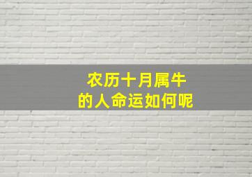 农历十月属牛的人命运如何呢