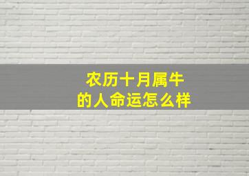 农历十月属牛的人命运怎么样