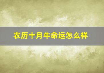 农历十月牛命运怎么样