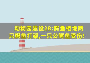 动物园建设28:鳄鱼栖地两只鳄鱼打架,一只公鳄鱼受伤!