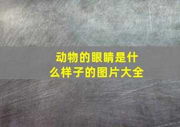 动物的眼睛是什么样子的图片大全