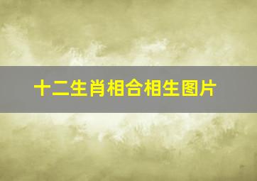 十二生肖相合相生图片