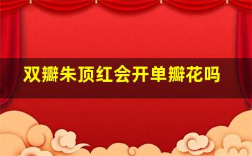 双瓣朱顶红会开单瓣花吗