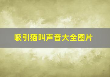 吸引猫叫声音大全图片