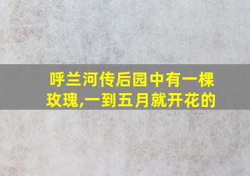 呼兰河传后园中有一棵玫瑰,一到五月就开花的