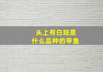 头上有白斑是什么品种的甲鱼