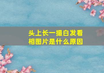 头上长一撮白发看相图片是什么原因