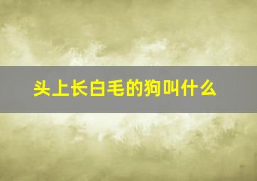 头上长白毛的狗叫什么