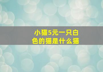 小猫5元一只白色的猫是什么猫