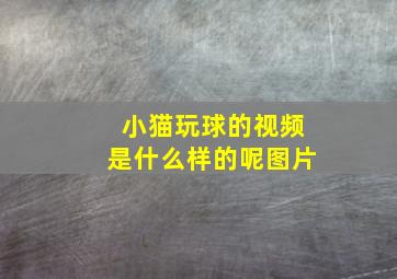 小猫玩球的视频是什么样的呢图片