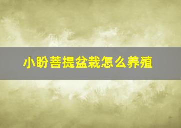 小盼菩提盆栽怎么养殖