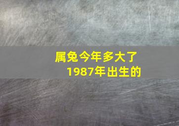 属兔今年多大了1987年出生的