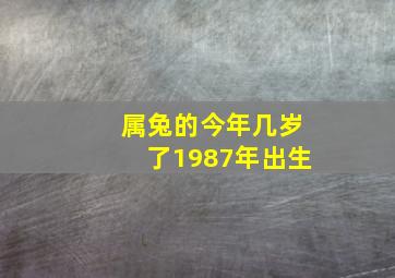 属兔的今年几岁了1987年出生