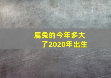 属兔的今年多大了2020年出生