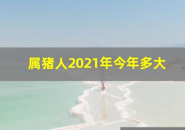 属猪人2021年今年多大