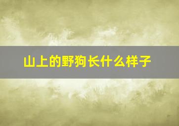 山上的野狗长什么样子