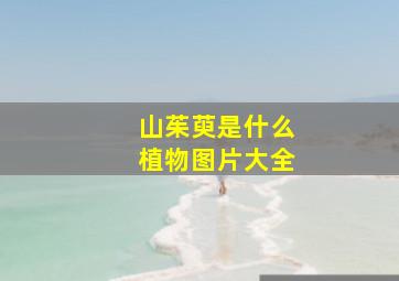 山茱萸是什么植物图片大全