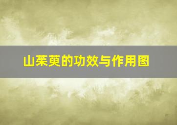 山茱萸的功效与作用图