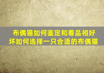 布偶猫如何鉴定和看品相好坏如何选择一只合适的布偶猫