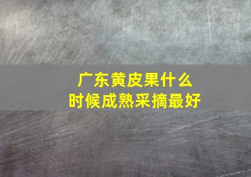 广东黄皮果什么时候成熟采摘最好