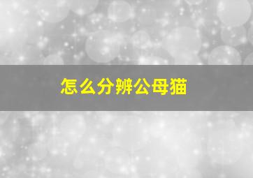 怎么分辨公母猫